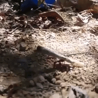 joint ant GIF