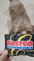 Catching Credit Card GIF by Geekster Pets