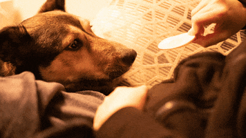 כלב GIF