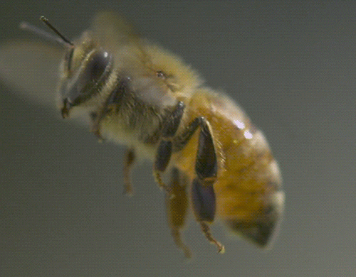 Bee-Hive meme gif