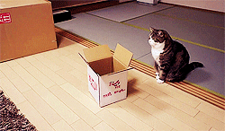 Cat If I Fits I Sits GIF - Find & Share on GIPHY