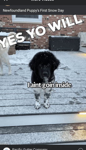 Baddog GIF