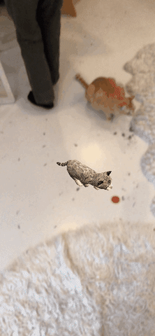 Kitty Laser GIF