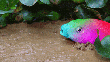 Stop Motion Fish GIF by CreativeCooking