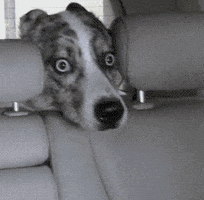surprised dog GIF by Rover.com
