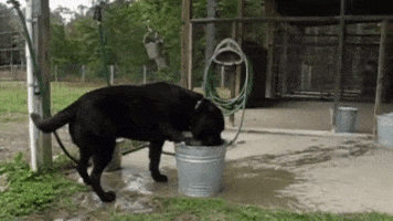 megscanlon #summer #dog #bucket #cool #water GIF