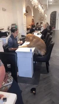 Pampered Pooch Receives a Paw-dicure