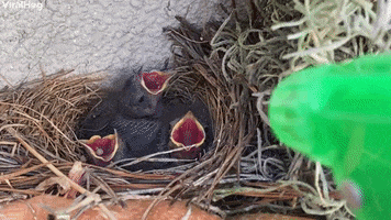 Giving Baby Birds Some Water Using Spray Bottle GIF by ViralHog