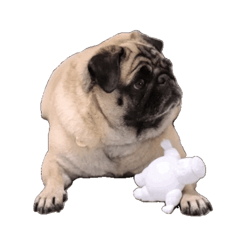 Zeedog Amorinha Sticker by Amora Pug Brasil