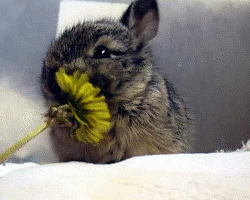 bunny eating GIF