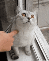 200.gif