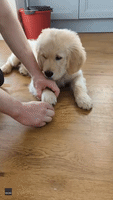 Puppy Has Ruff Time Understanding Where Treats Disappear