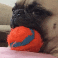 Ball Pug GIF
