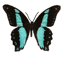 butterfly STICKER