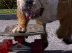 super smart animals bulldog GIF by Head Like an Orange