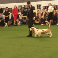basset hound dog GIF by Westminster Kennel Club