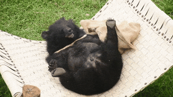 Bear GIF