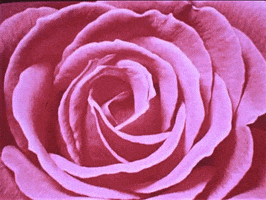 Rose GIF