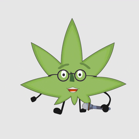 greenbrothers cannabis maconha greenbrothers GIF
