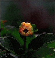 flower GIF
