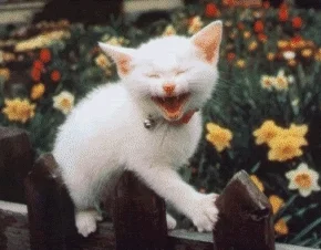 Happy Cat Smiling GIF