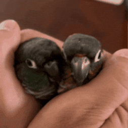 Bird Potato GIF