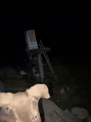 Scared Dog GIF