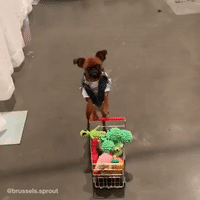 Dog Shopping GIF