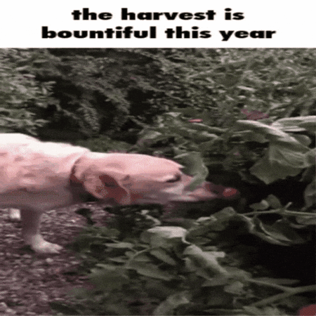 Eat The Harvest GIF