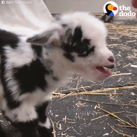 Baby Goat GIF by The Dodo