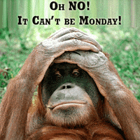Monday Monkey GIF