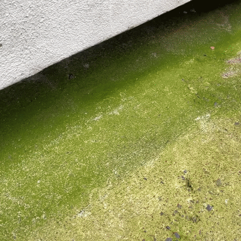 guidetobetterliving moss algae lichen sprayandgo GIF