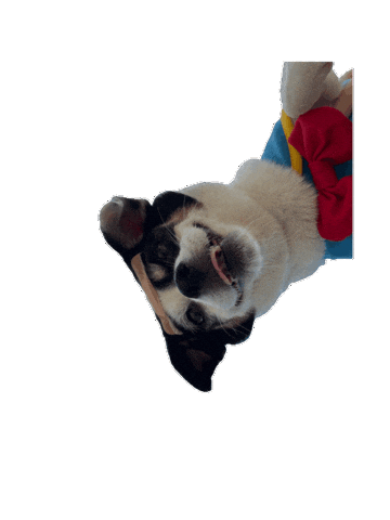 Dog Puppy Sticker