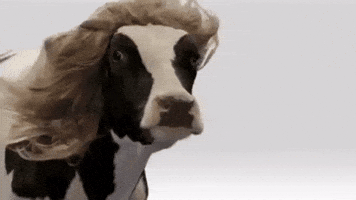 Cow Eating Grass GIFs - Find & Share on GIPHY