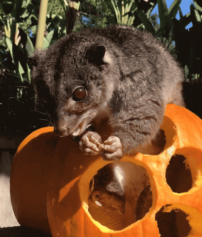 fall eating GIF by San Diego Zoo