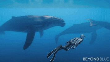 Underwater GIF