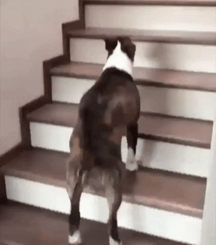 Video gif. A dog is going up the stairs and it jumps on all four legs at once, landing on each step in synchronization, bouncing its way to the top.