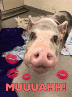 farm animal love GIF by Nebraska Humane Society