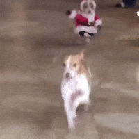 Santa Dog Running GIF by MOODMAN