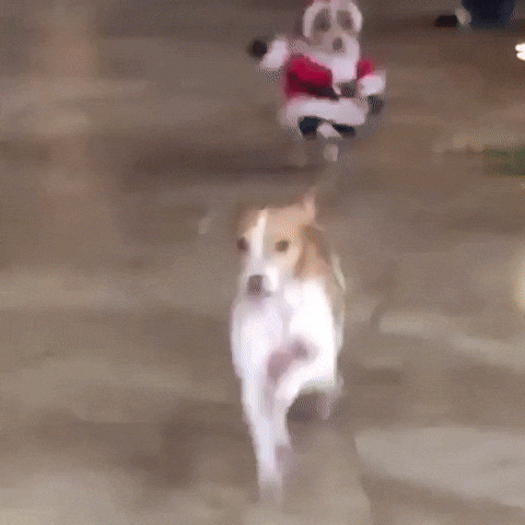Santa Dog Running GIF by MOODMAN - Santa Dog Running GIF by MOODMAN