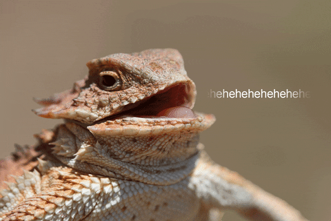 Lizard Laughing
