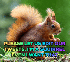 twitter squirrel GIF by Stoneham Press