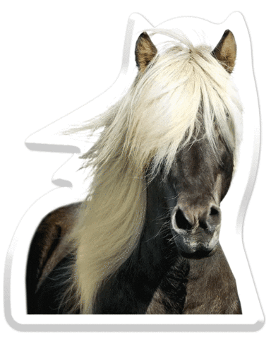 hair horse Sticker by Pets Add Life