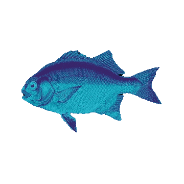 Norte Surf Fest Sticker