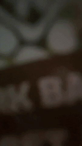 Dogs GIF