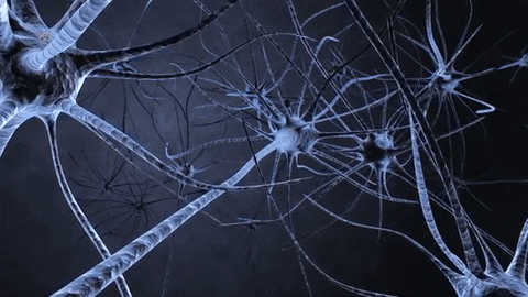Brain Neuron GIF by Harvard University - Find & Share on GIPHY