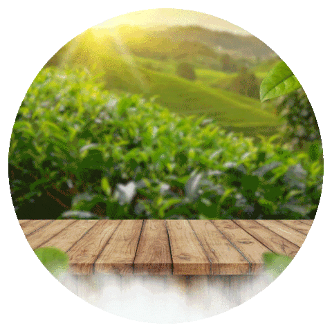 Mevlana Çay Sticker