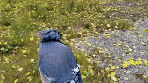 Cute Aww GIF - Find & Share on GIPHY