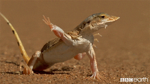 Resultado de imagen de Lizard gif