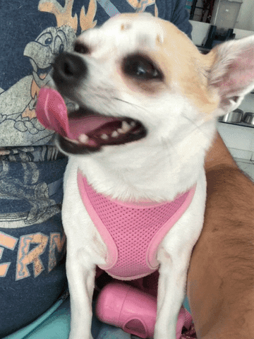 Xmaxadox Elisinha GIF by Rafael Machado Rangel